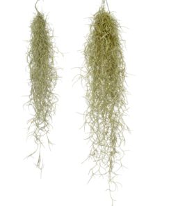Luftpflanze Tillandsia usneoides