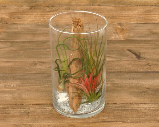 Tillandsia im Glas (cylinder medium)