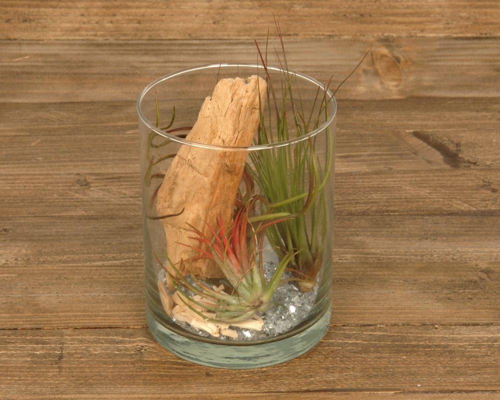 Tillandsia im Glas (cylinder small) Corsa