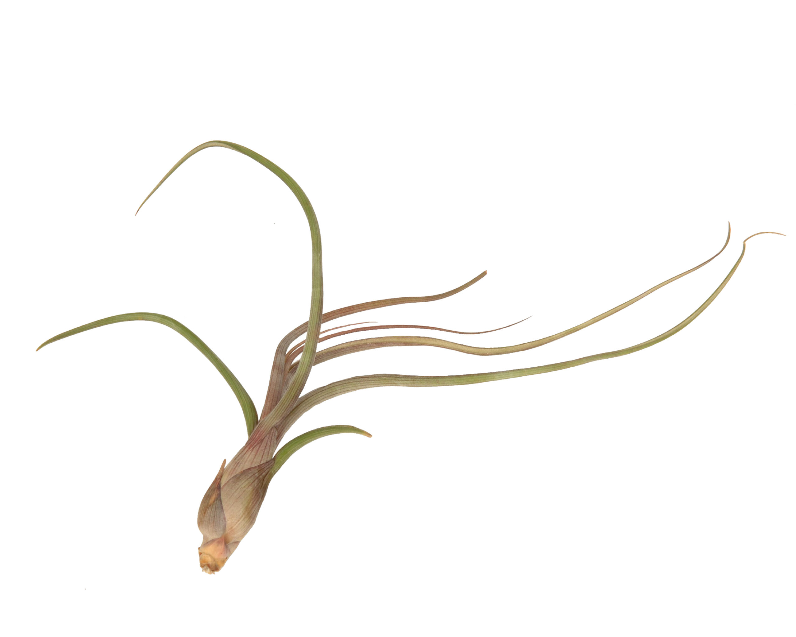 Luftpflanze Tillandsia baileyi