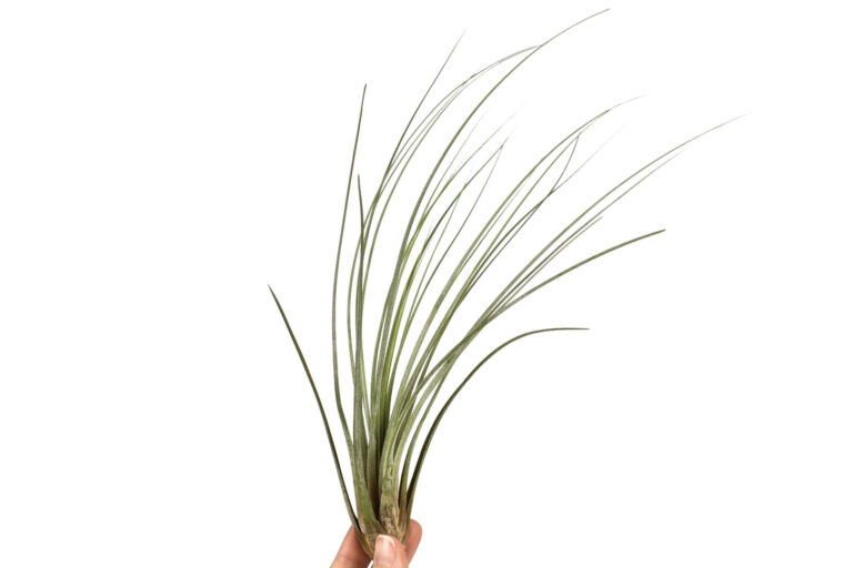 Tillandsia Webshop By Corsa Plant: air plants and Tillandsia assortiment