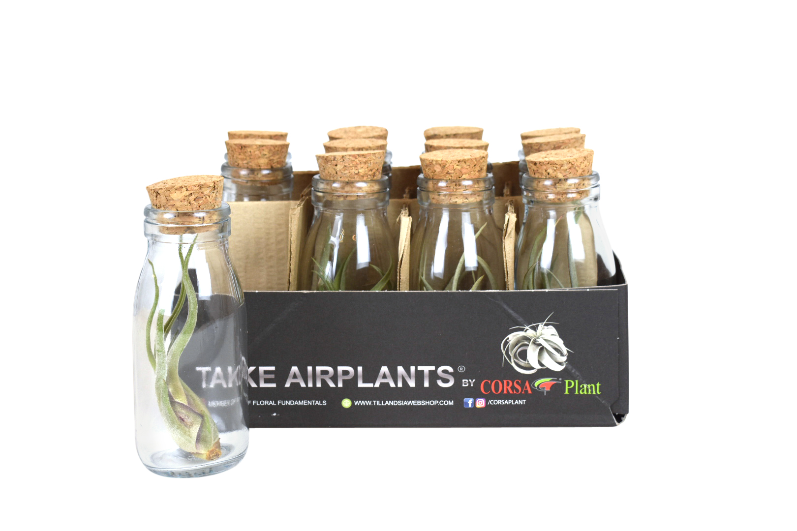 Tillandsien im Glas - Webshop Box - Tillandsia Korkenflasche klein stuck 12 luchtplantjes, Corsa