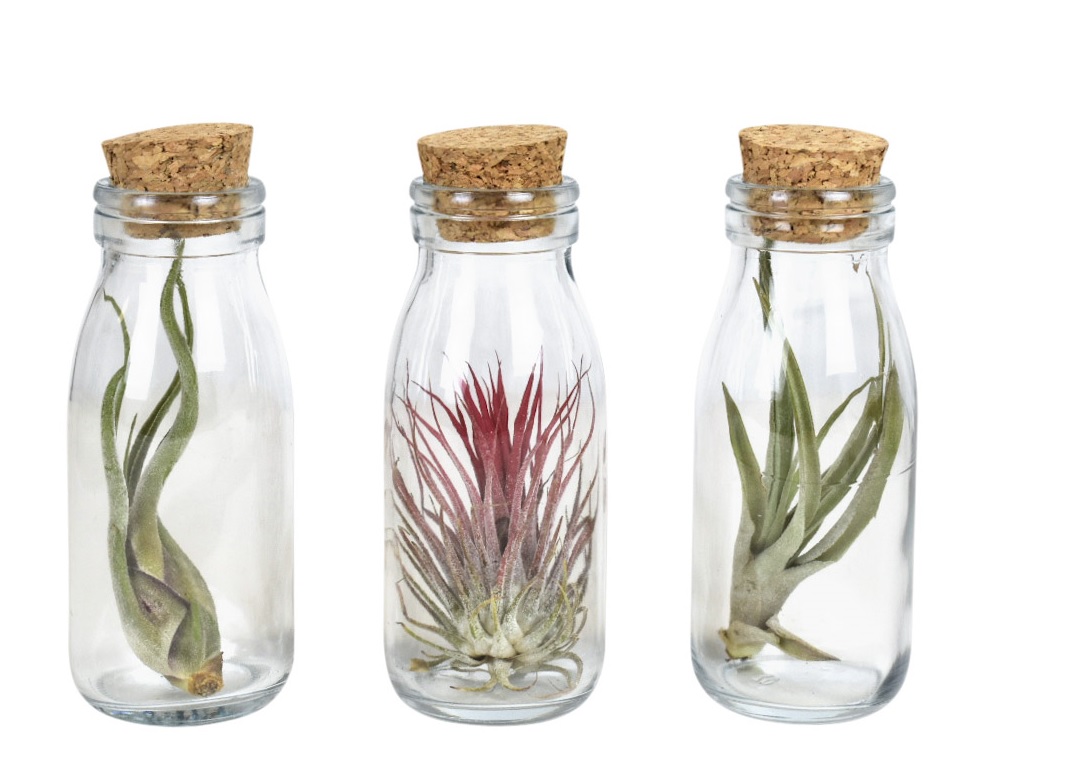 Tillandsien im Glas - Korkenflasche klein Box 12 stuck - Corsa Webshop  luchtplantjes, Tillandsia | Kunstpflanzen