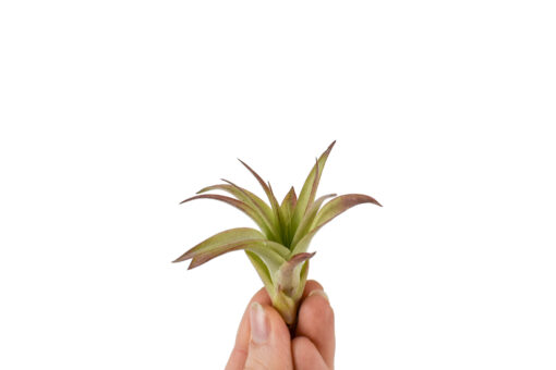Tillandsia Multiflora Bonsai