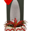Tillandsia Love dude gift package per 6 pieces