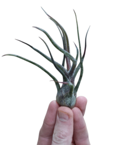 Tillandsia Pruinosa Rot