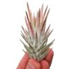 Tillandsia Vanhiningii pink