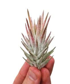 Tillandsia Vanhiningii pink