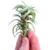Tillandsia Vanhiningii