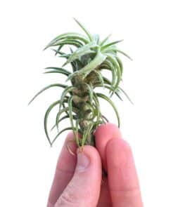 Tillandsia Vanhiningii
