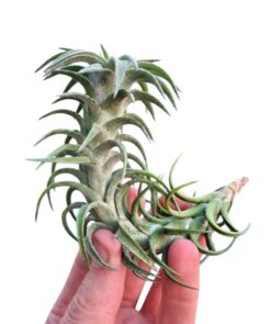 Tillandsia Vanhiningii - Image 2
