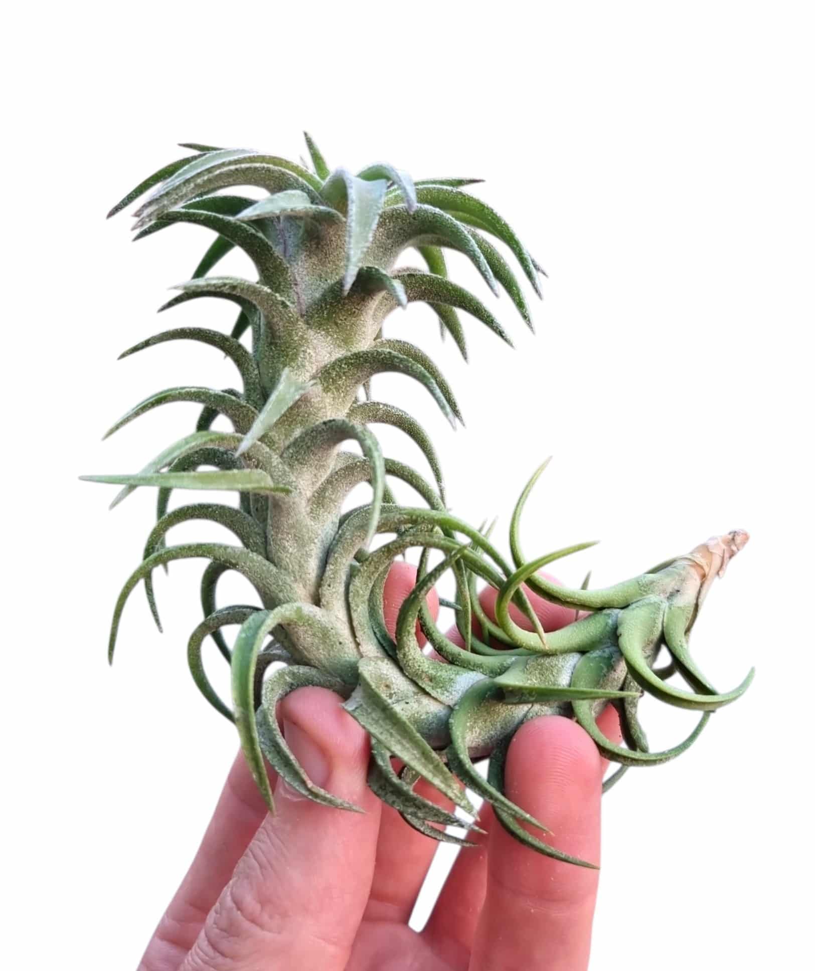 Tillandsia Vanhiningii - Image 2